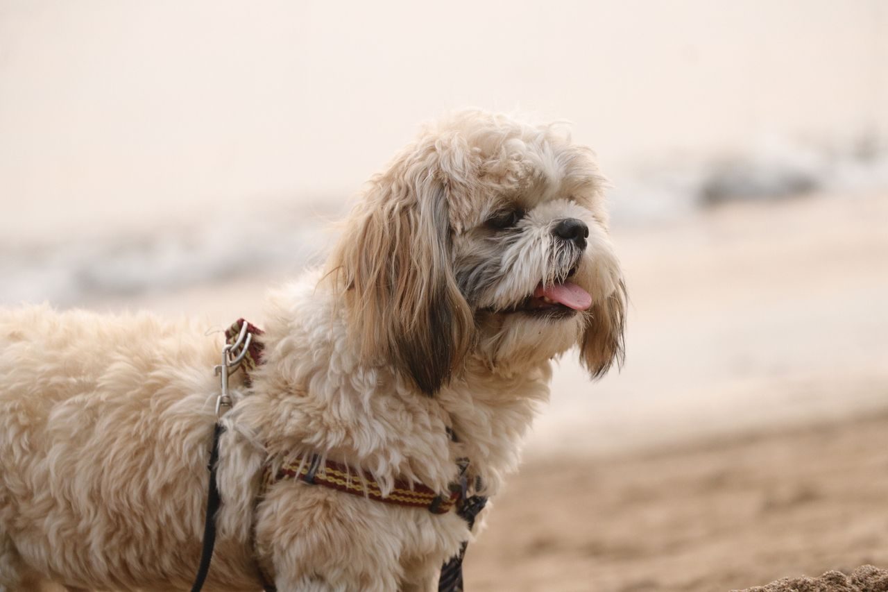 A small fluffy Shih Tzu dog wearing a harness stands outdoors on a sandy beach.