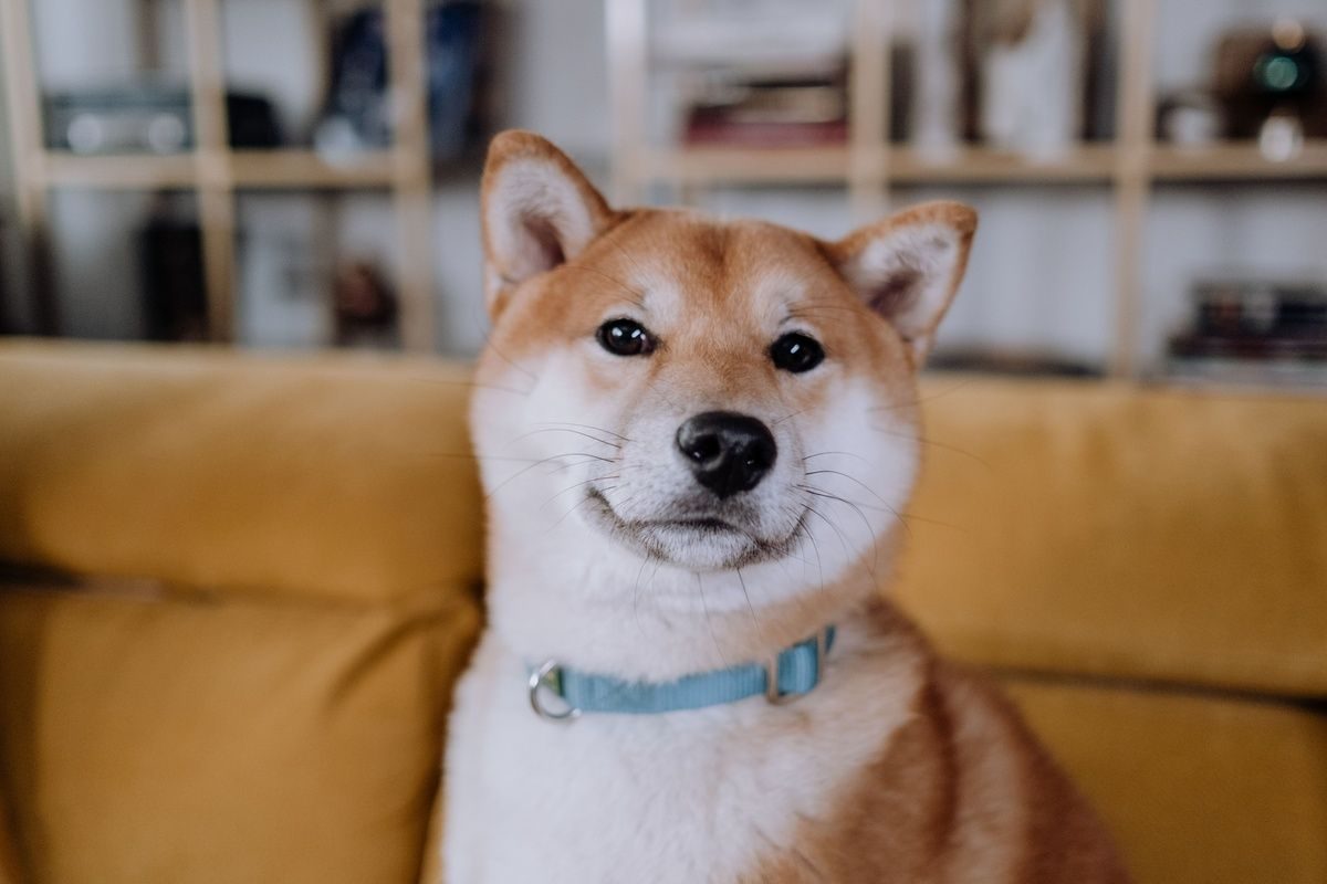 A Shiba Inu wearing a light blue collar sits indoors near a yellow couch.