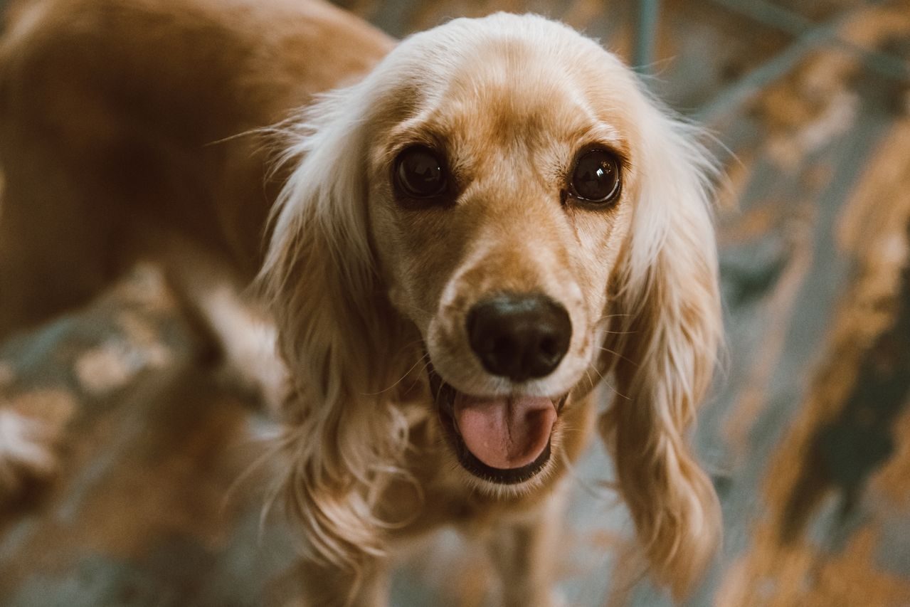 A golden Cocker Spaniel looks up happily with its tongue out.