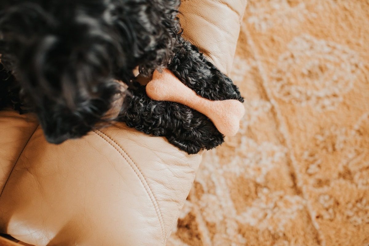 Dog with toy, resource guarding behavior in dogs