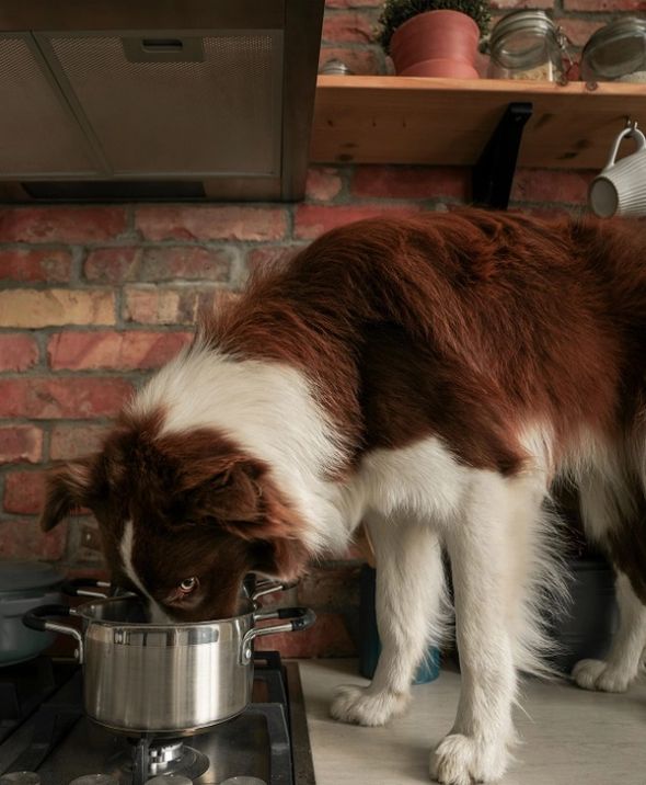 A brown and white dog stands on a kitchen counter eating out of a pot on the stove.