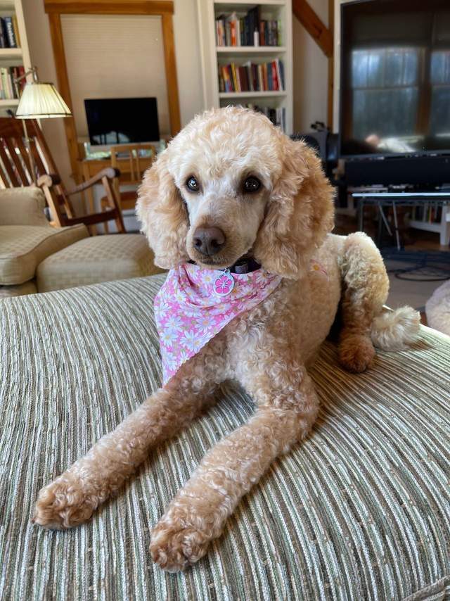 An apricot poodle wearing a pink floral bandana lies on a striped armchair.