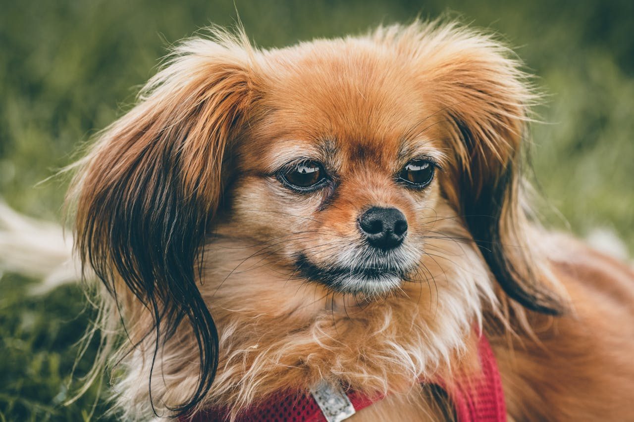 Papillon with distinctive butterfly ears, a bright and lively toy breed