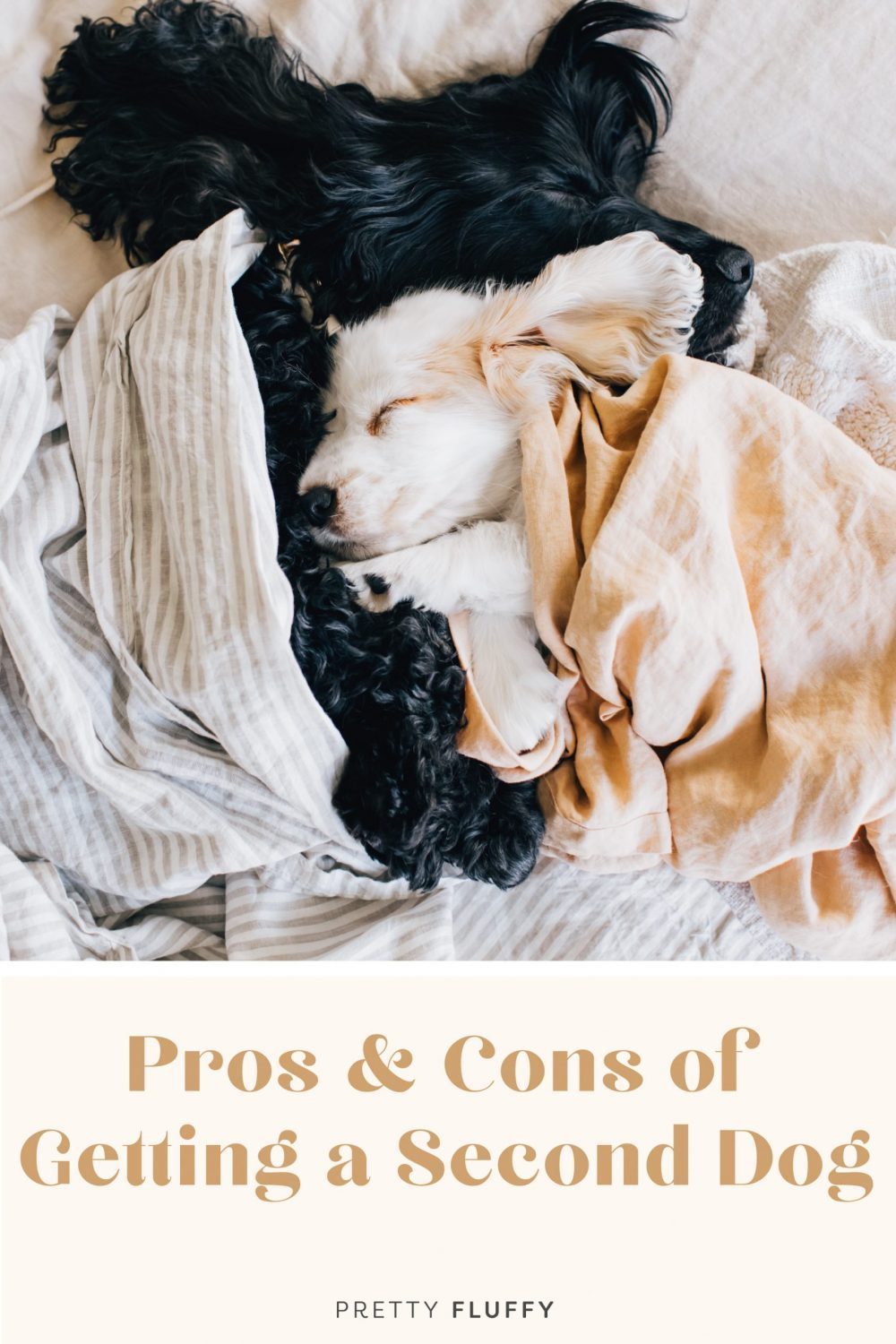 Pros and cons of getting a second dog