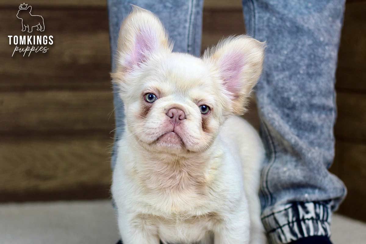 Two long hair French Bulldog puppies playing together on a wooden floor