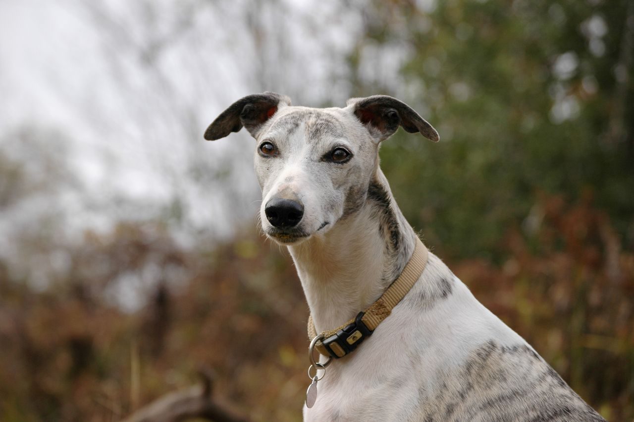 A brindle and white Whippet wearing a collar stands outdoors looking at the camera.
