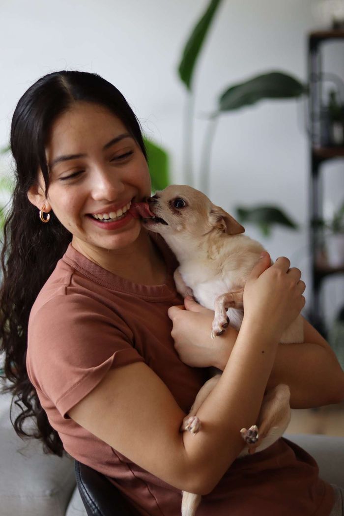 A smiling young woman holds a small tan Chihuahua that is licking her chin.