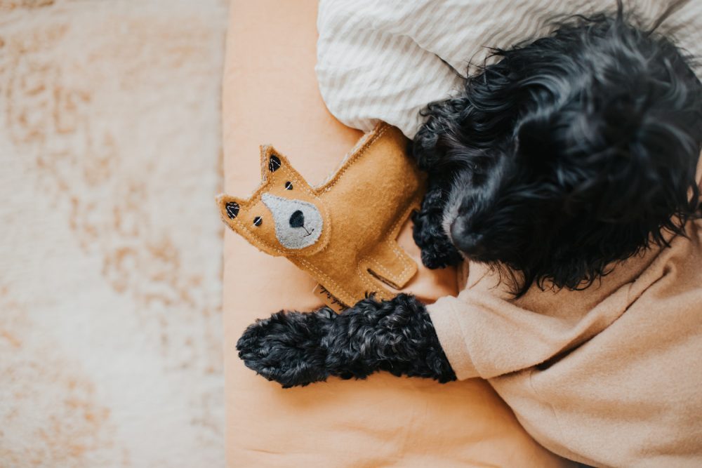 Dog with toy illustrating resource guarding behavior