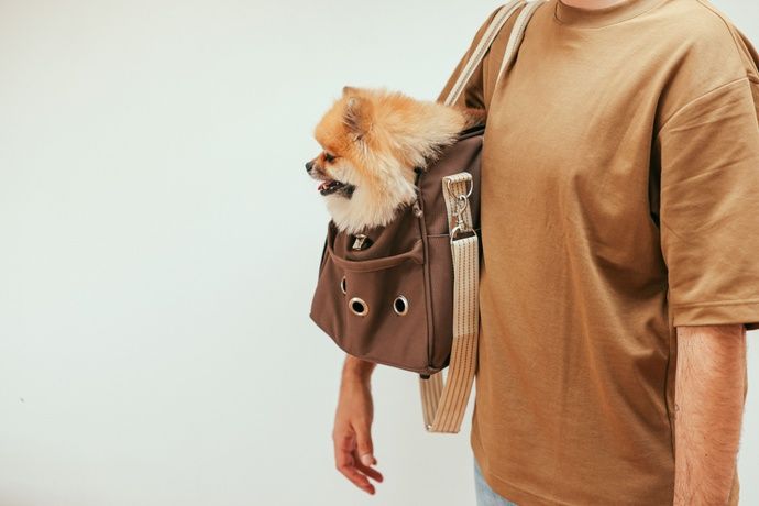 How to choose the Best Dog Carrier