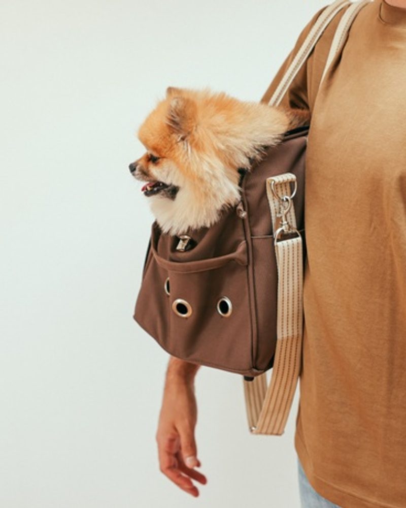 How to choose the Best Dog Carrier