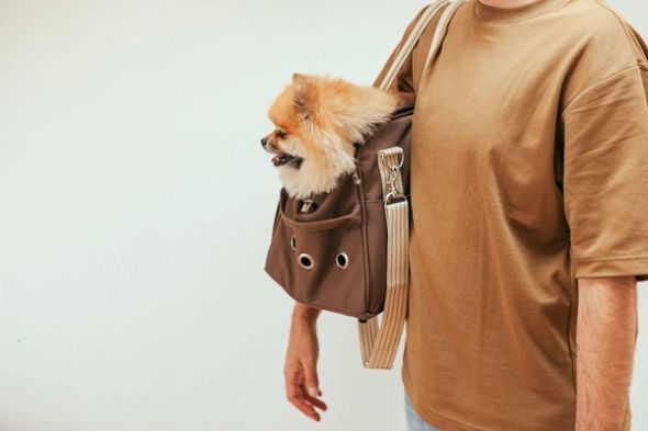 How to choose the Best Dog Carrier