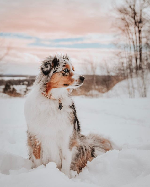 Australian Shepherd sitting in the snow wearing a decorative dog collar charm and pet ID tag.