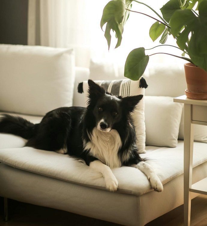 Black and white Collie resting on a sofa