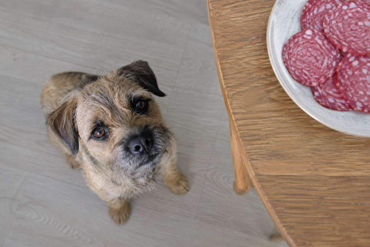 A small scruffy terrier looks up beside a plate of sliced salami on a wooden table.