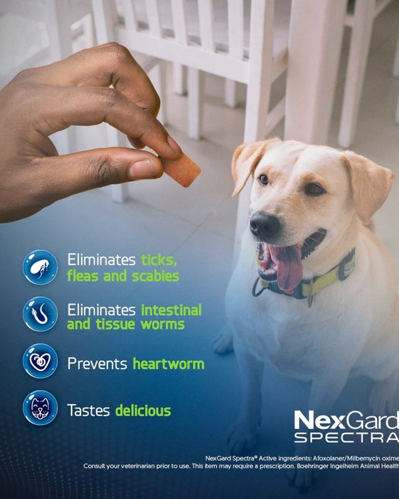 nexgard for dogs
