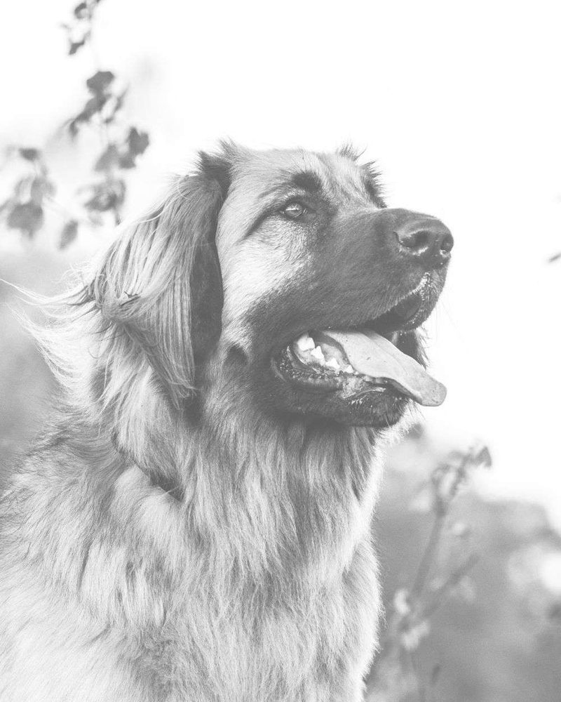 dog in black and white to represent pet loss