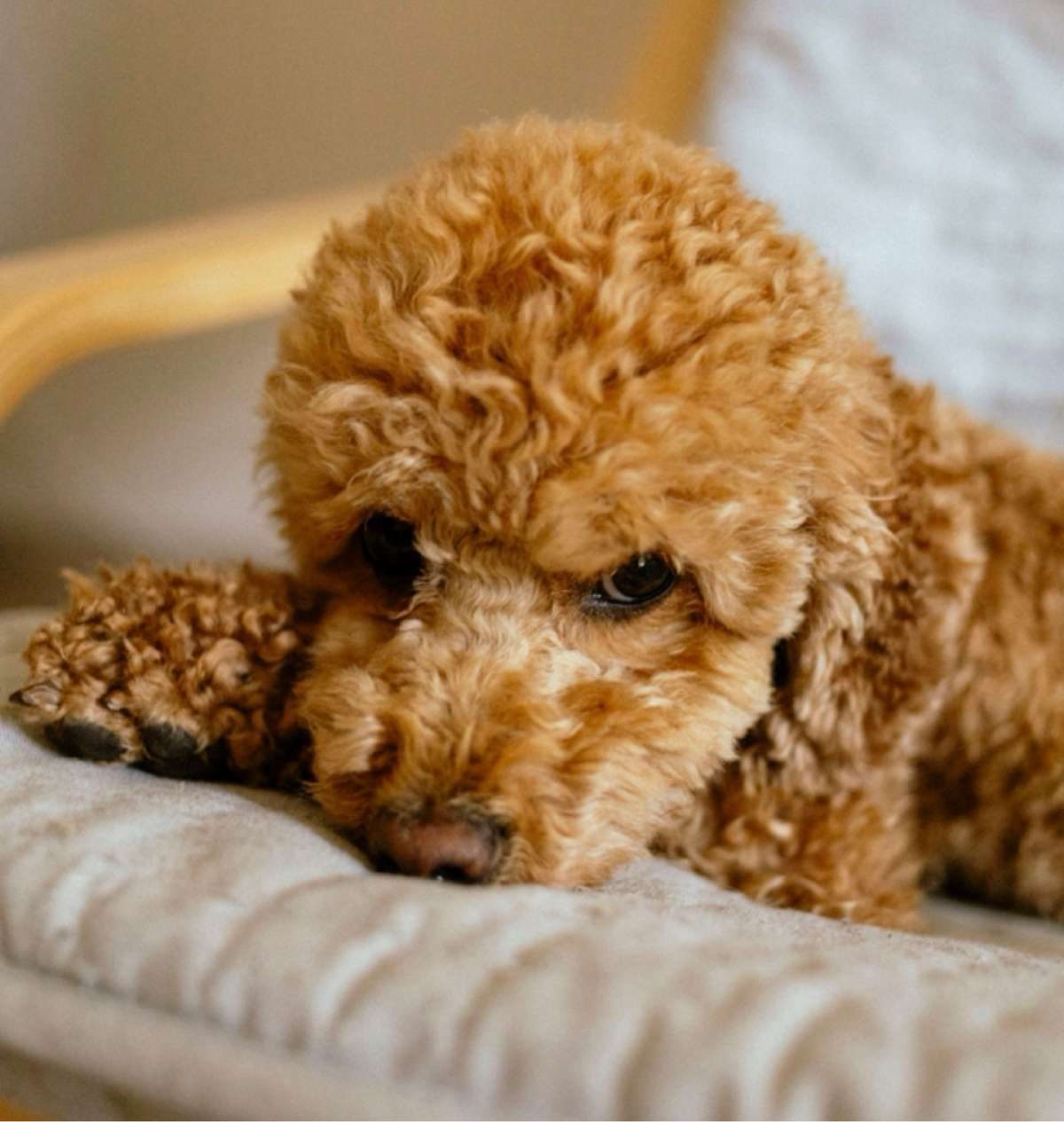 A small, fluffy brown poodle resting its head on a cushion and looking up with wide eyes.