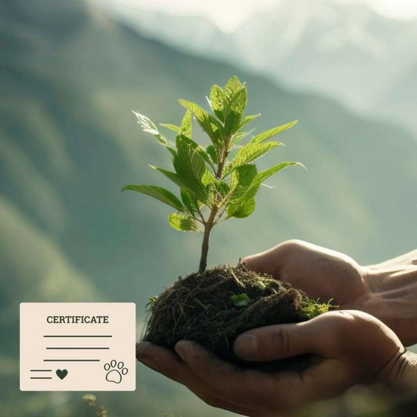 Reforestation pet memorial tree certificate with young trees planted in a forest
