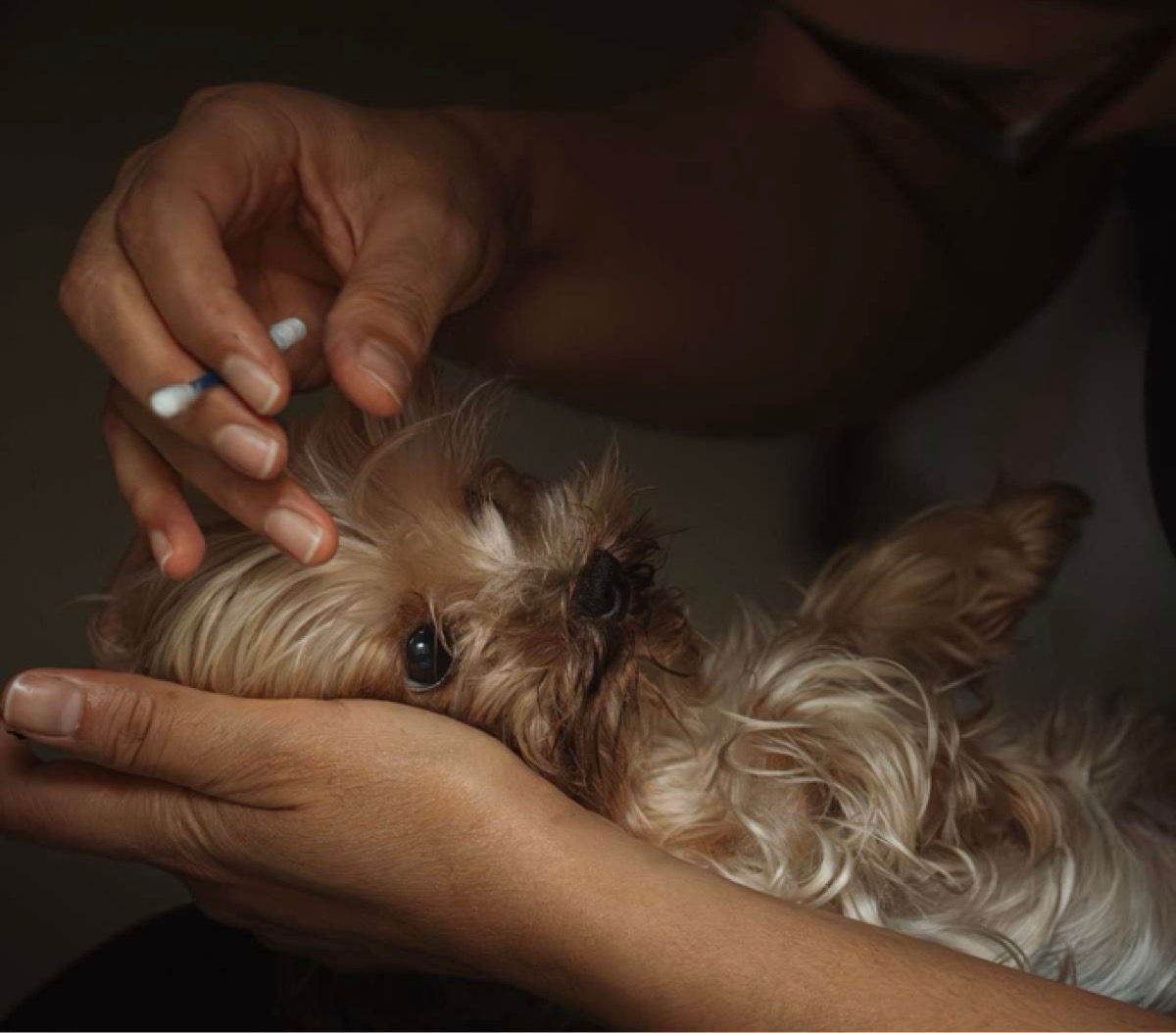 A person cradles a small fluffy dog while holding a cotton swab near its ear.