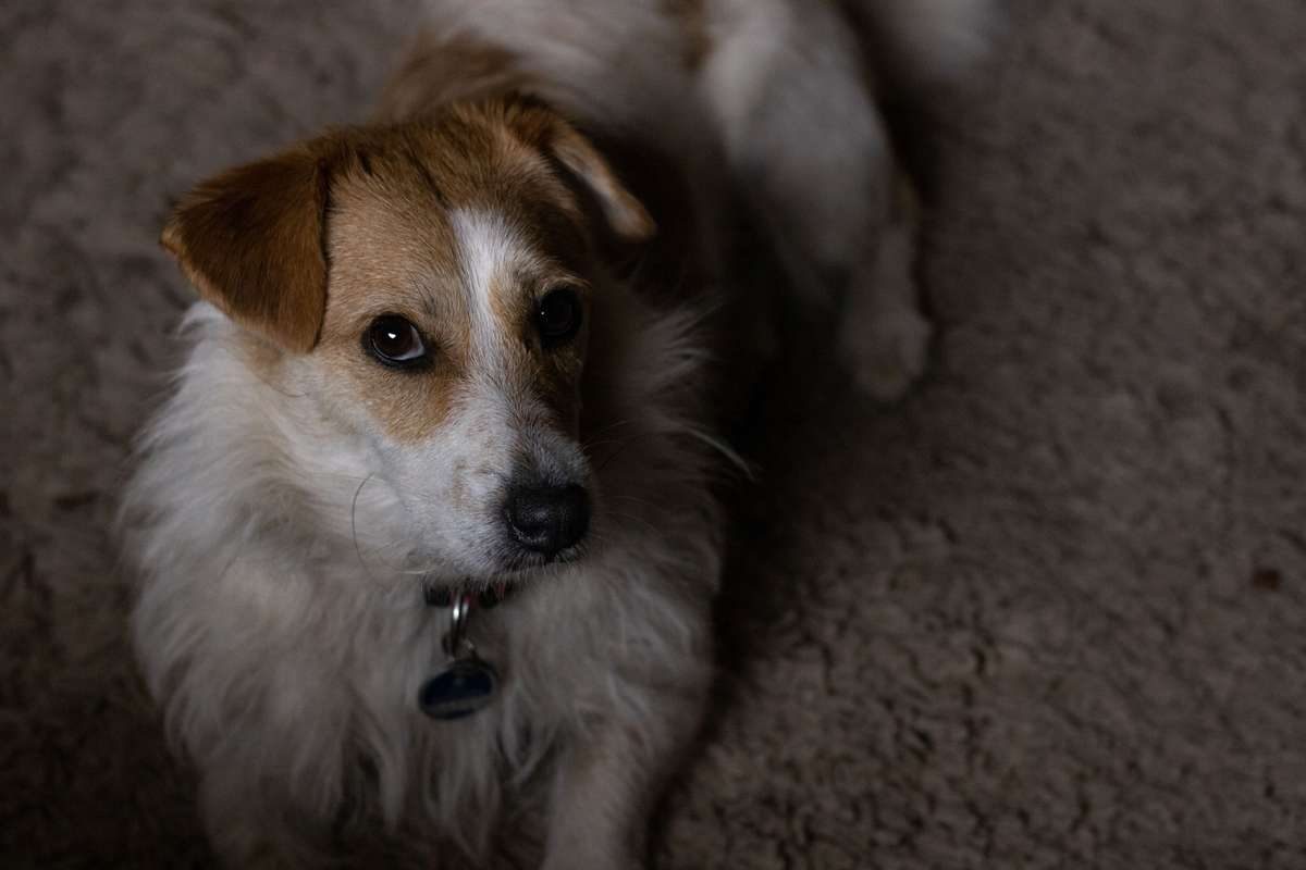 A small white and tan dog lies on a carpeted floor, looking up at the camera with wide eyes.