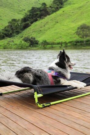 Zee.Dog elevated dog bed