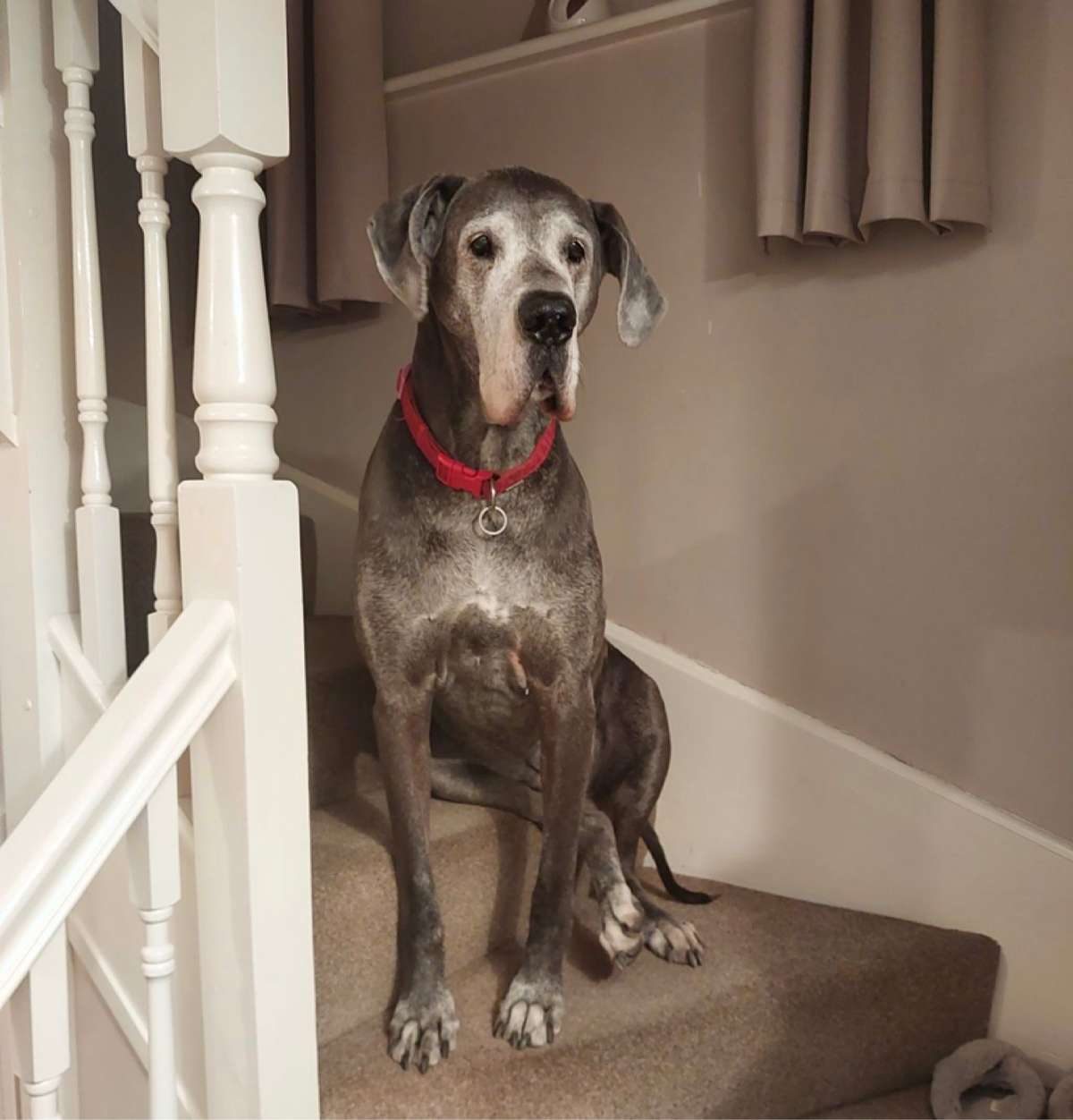 A senior Great Dane wearing a red collar sits on carpeted stairs.