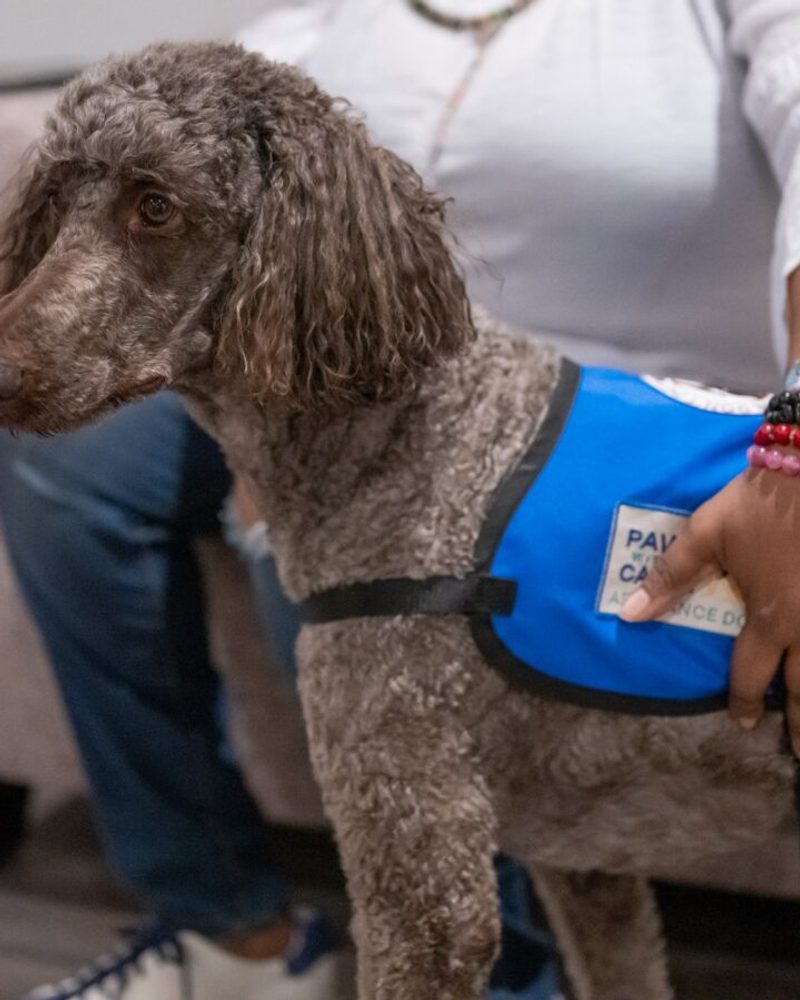 A brown poodle wearing a blue service dog vest stands beside a seated person indoors.