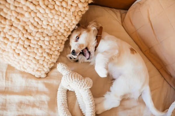 A playful puppy lies on a bed with its mouth wide open, biting near a beige textured pillow.