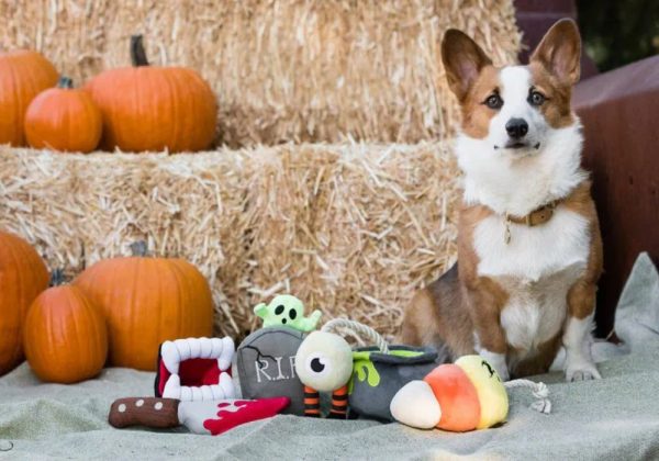 P.L.A.Y. Pet Lifestyle And You Howling Haunts Squeaky Dog Toy