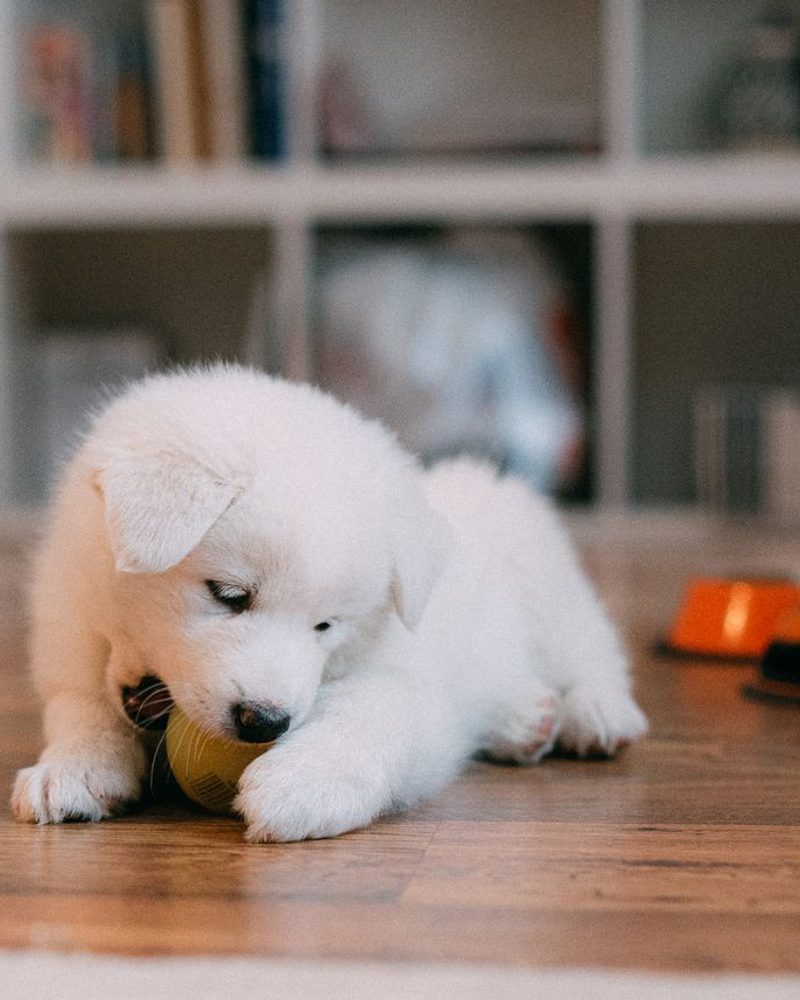 A fluffy white puppy lies on a wooden floor, chewing on a small yellow ball.