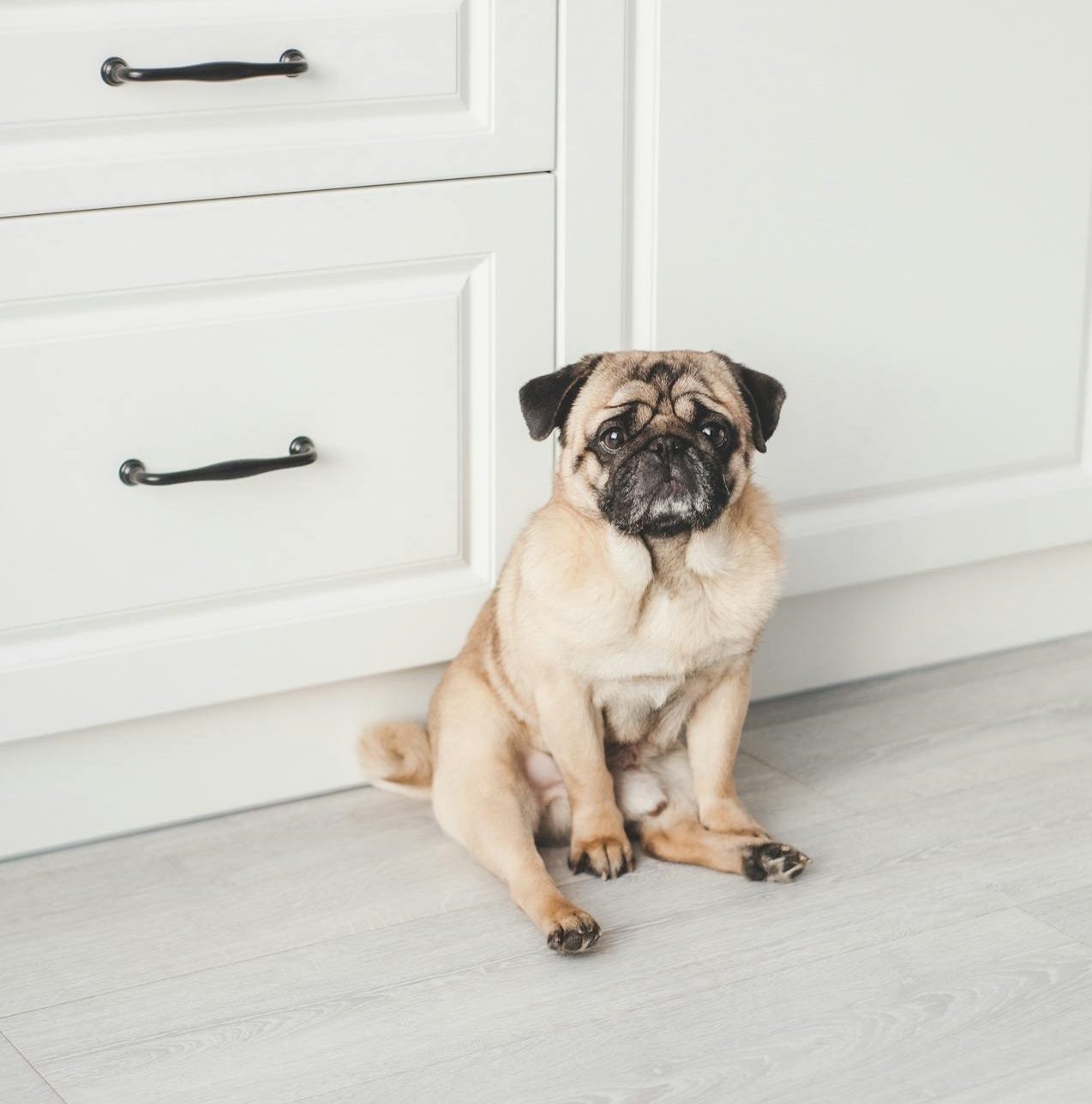 Pug looking at the camera, a small companion breed with a big personality