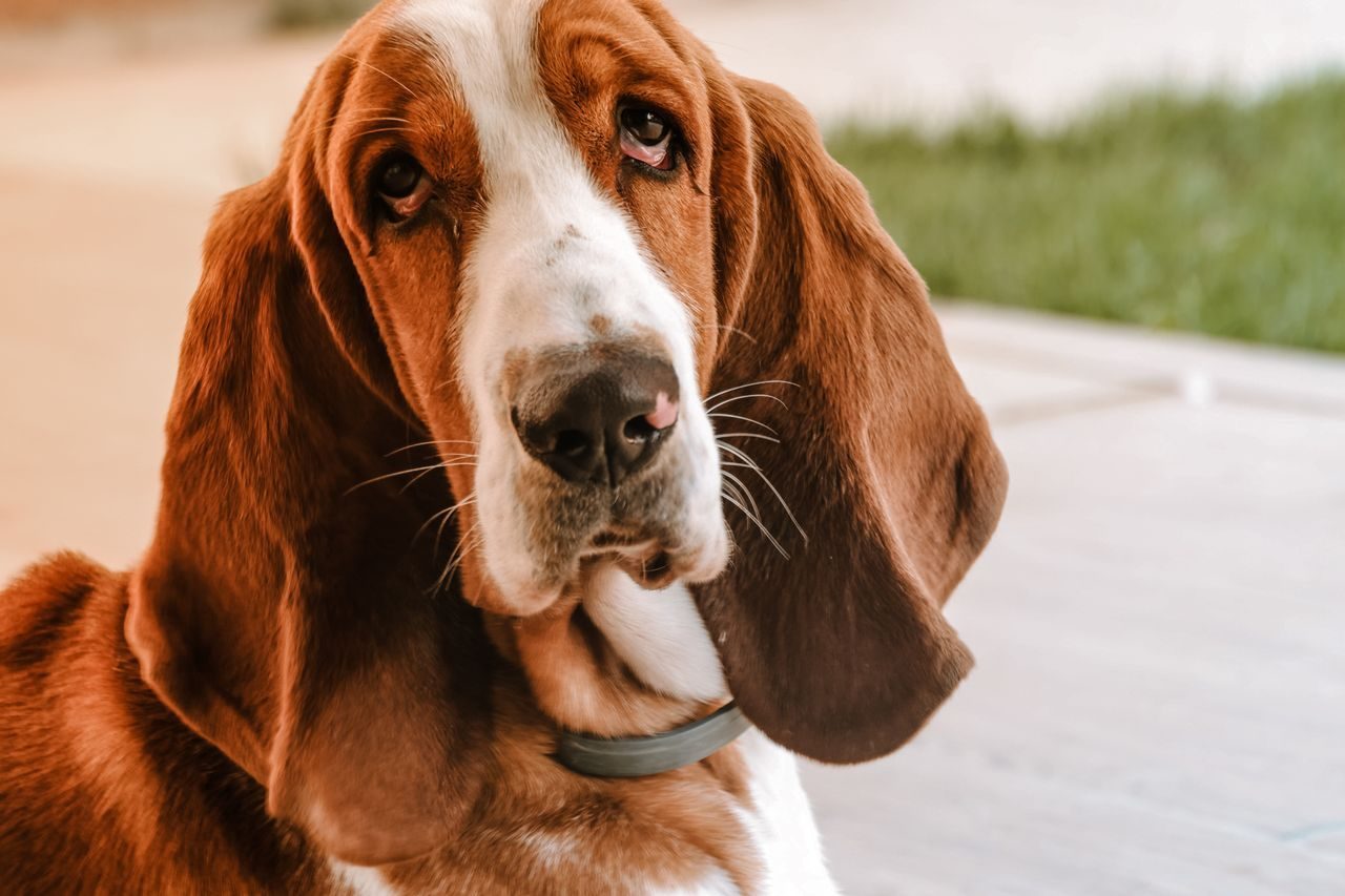 Close-up portrait of a brown and white Basset Hound with long droopy ears.