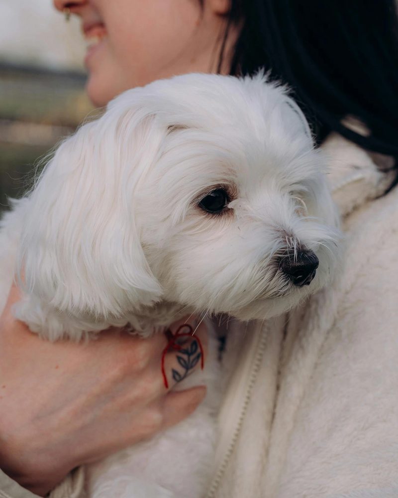 Maltese - best dogs for first time owners