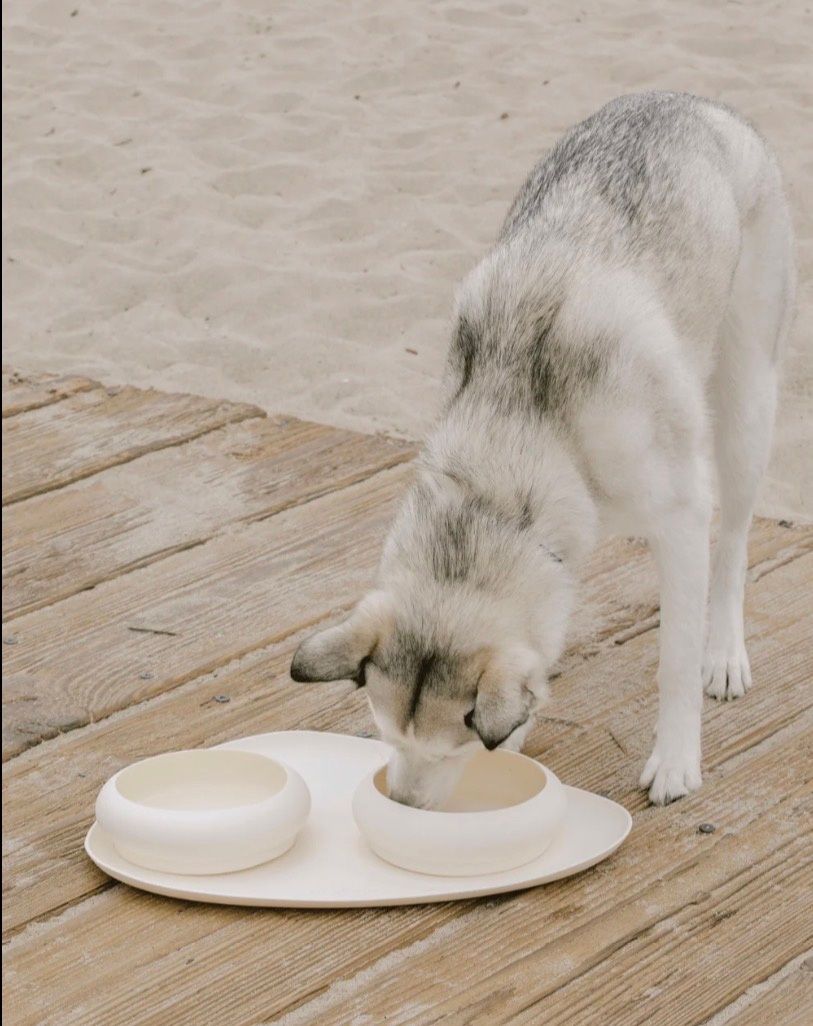 A grey and white dog eats from a cream-colored dog bowl on a wooden boardwalk.