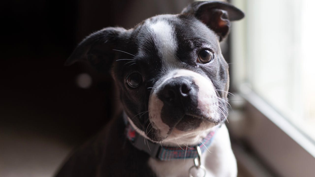 Boston Terrier, a small sturdy breed with a playful personality