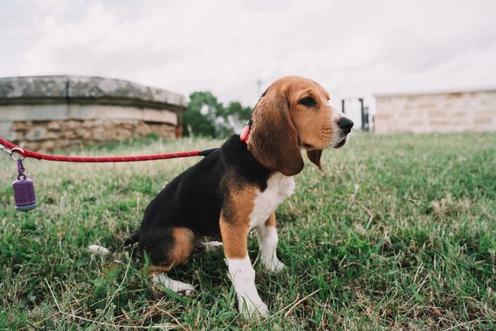 A beagle sits on green grass on a red leash with an attached purple waste bag dispenser.