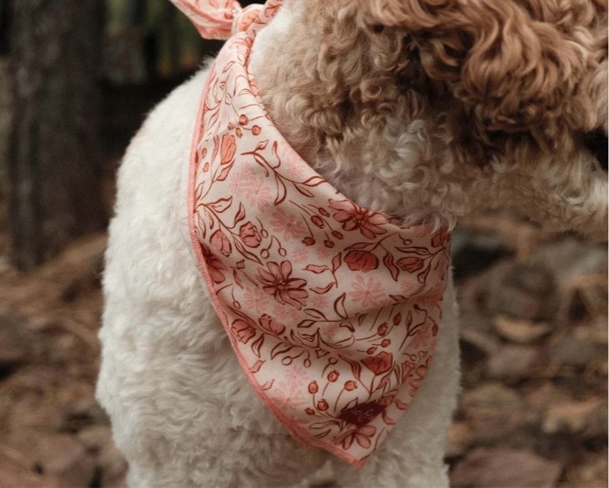 A fluffy dog wearing a stylish pink and peach floral bandana, a top pick for cool canines.