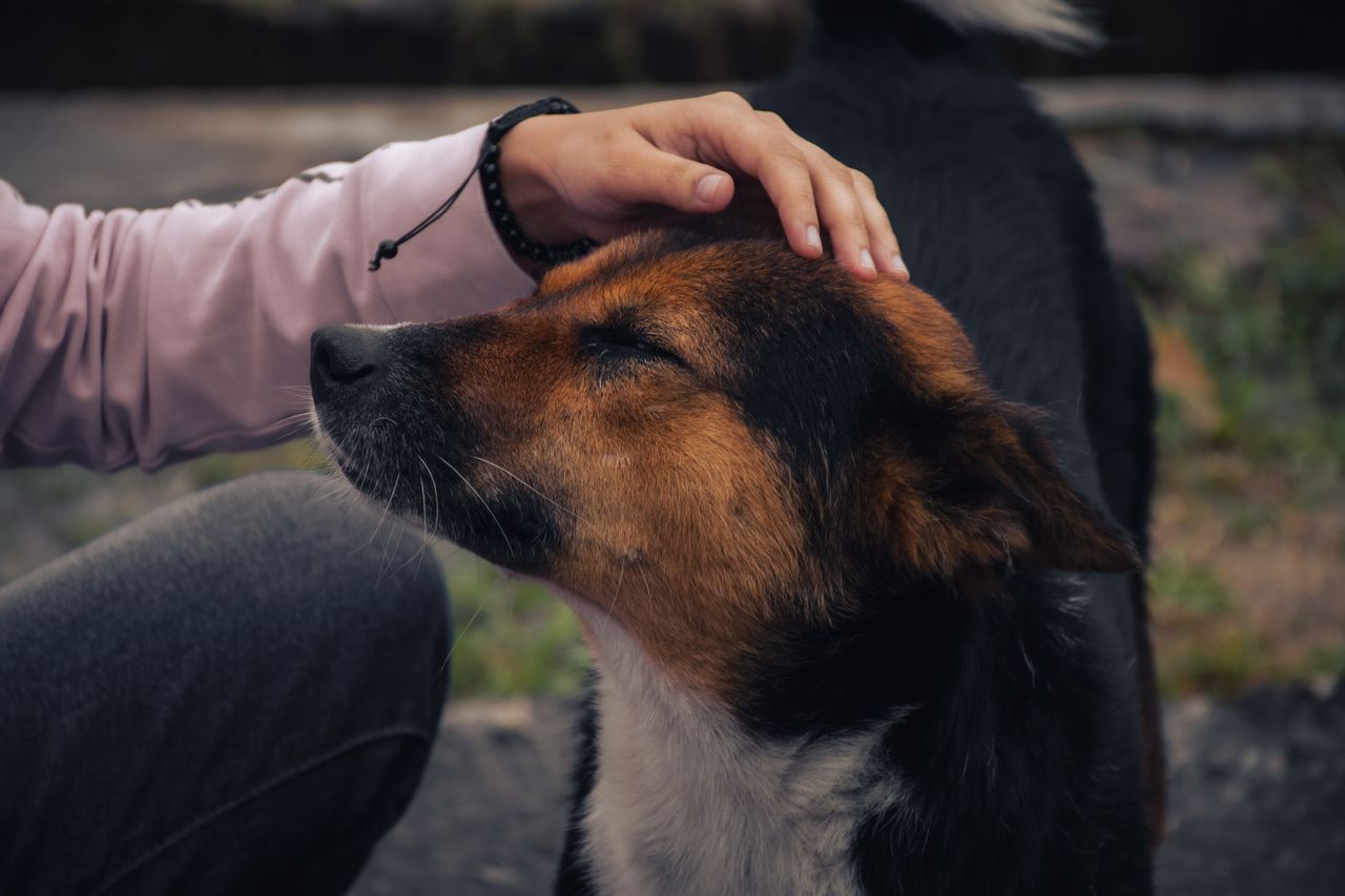 A person gently strokes the head of a calm black and brown dog.