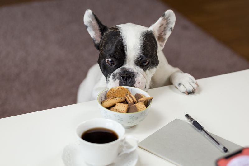 French bulldog peers at a bowl of assorted biscuits beside a cup of coffee and notebook.