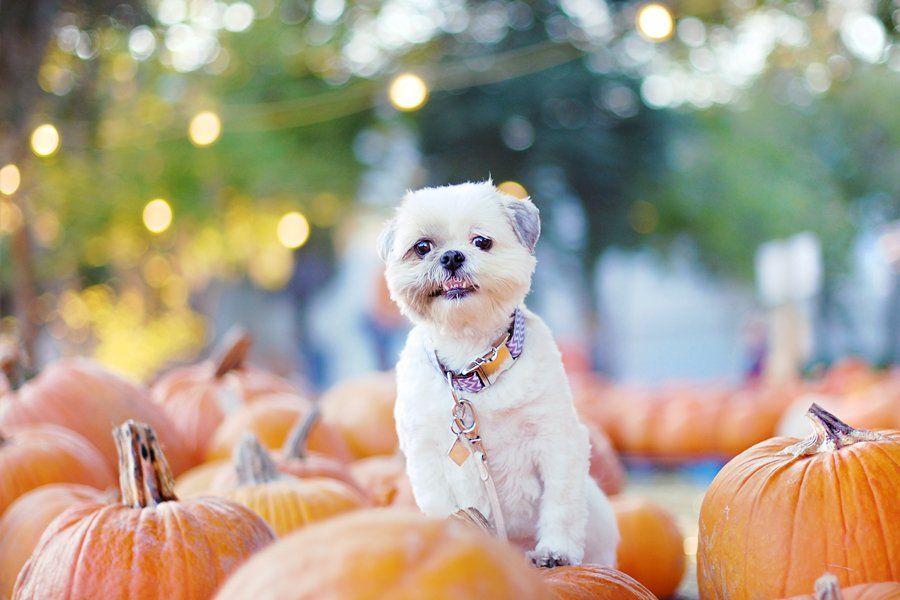 The Pumpkin Patch with Coco Bean