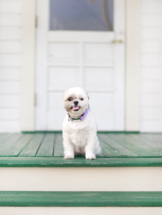 Small white dog with a short summer haircut sitting on a shady porch to keep cool in the summer heat.