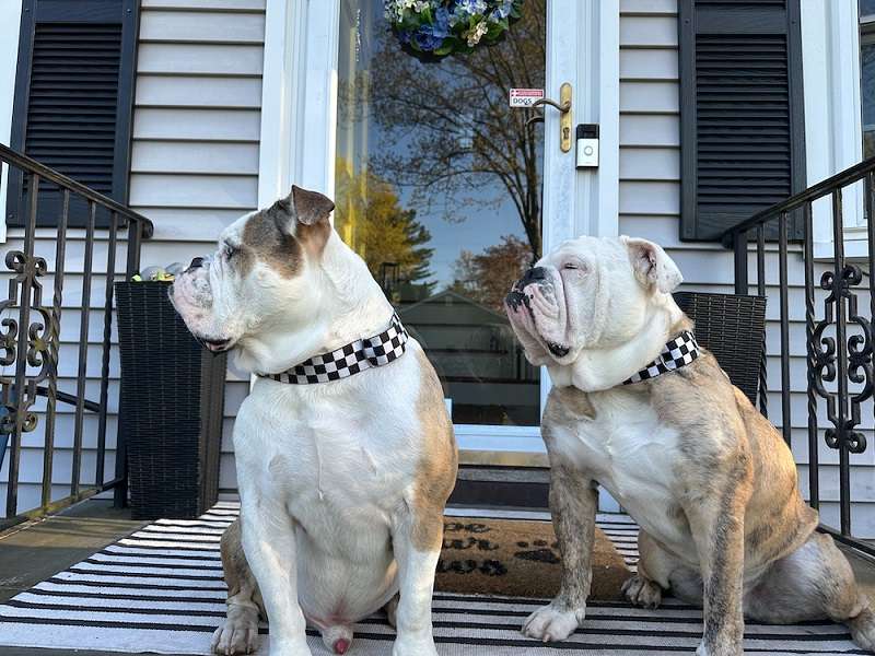 Two English bulldogs wearing matching checkered collars sit on a striped porch mat.