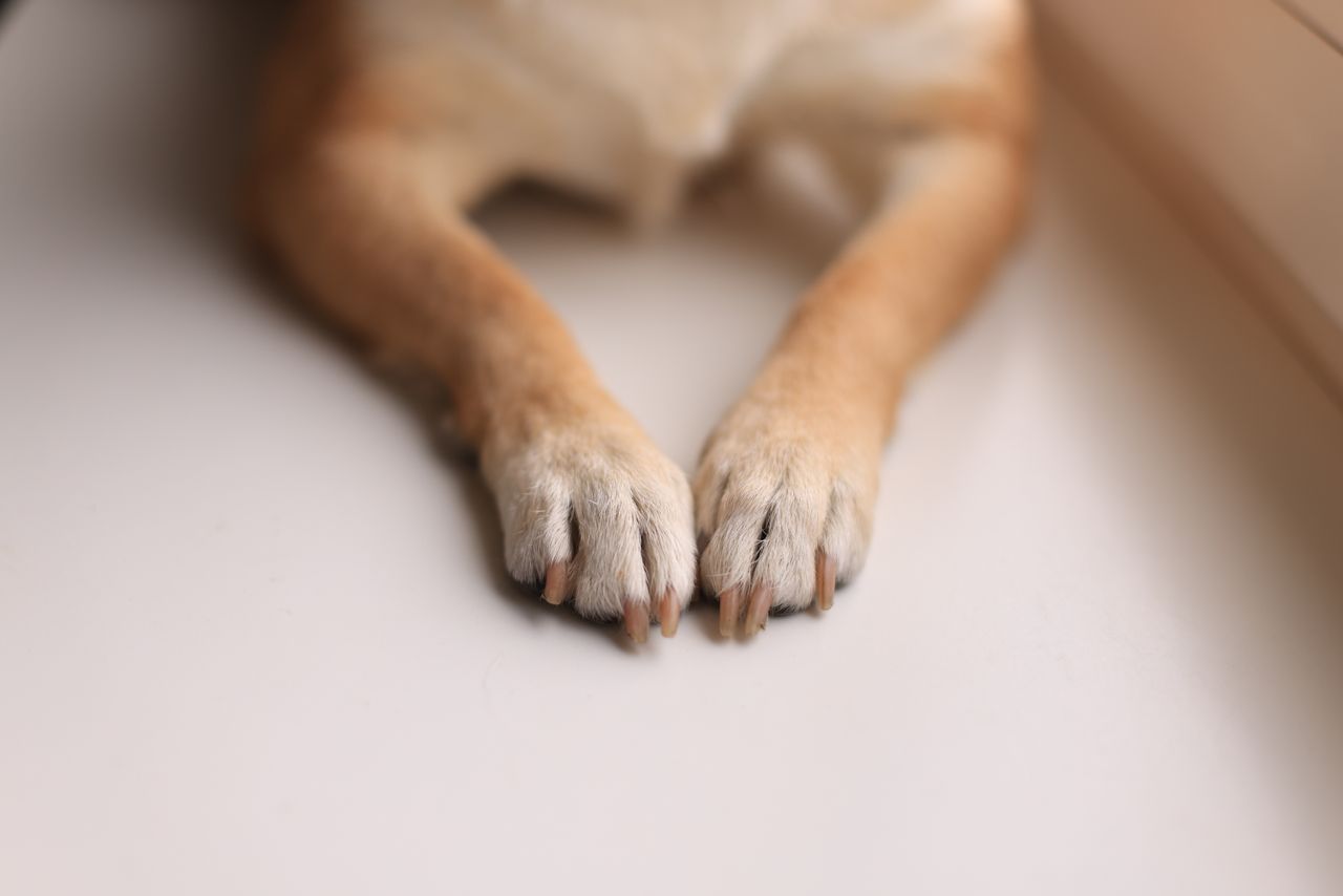 Close-up of a dog's front paws and nails resting on a white surface.