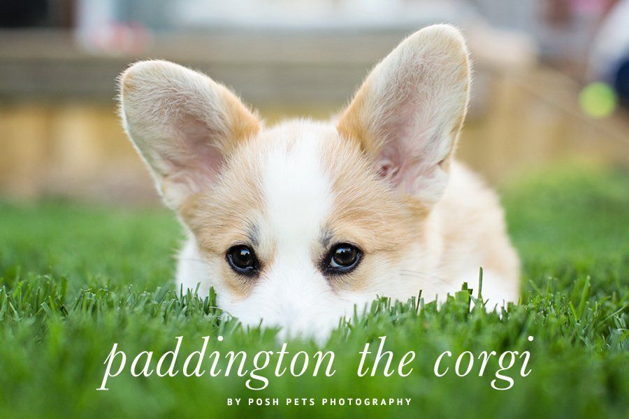 Paddington the Corgi puppy peeking through green grass in a professional portrait by Posh Pets Photography.