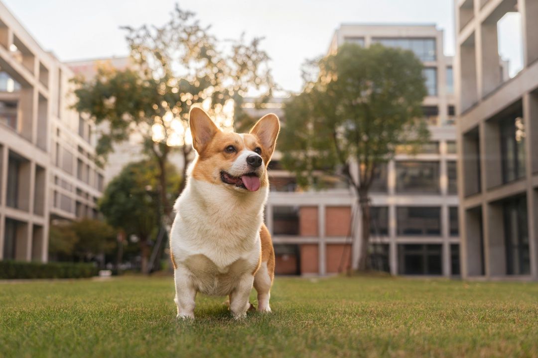 Happy Corgi dog on a university campus lawn, illustrating the guide to having a pet for a better campus life.