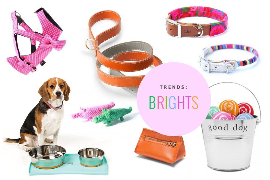 Bright dog accessories including a pink harness, orange leather leash, colorful collars, and a beagle for Trends: Brights.
