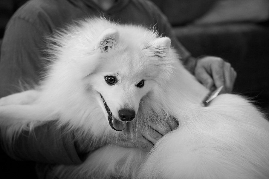 3 Habits You & Your Dog Should Start Today: Body brushing (C) Photo by Akemi Photography