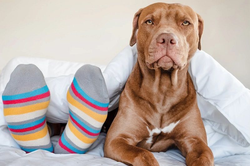 Friendly brown Pit Bull dog lying in bed under a duvet next to colorful socks, debunking common bull breed myths.