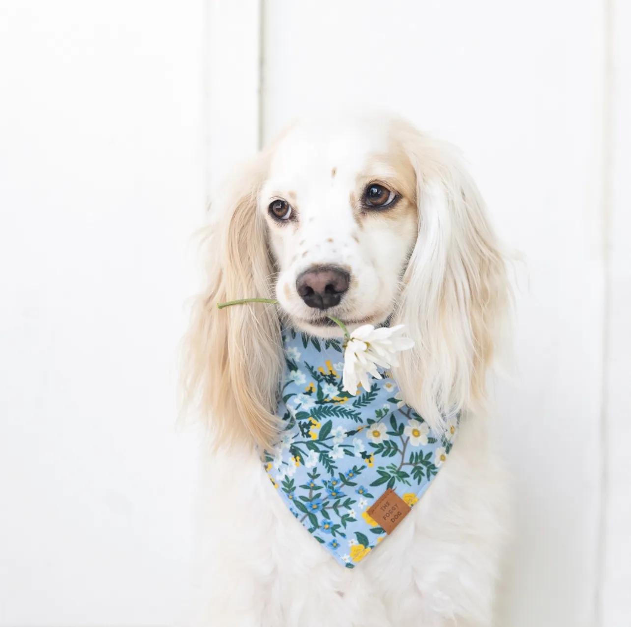 12 Fun & Floral Dog Harnesses & Dog Bandanas (2023). jpg