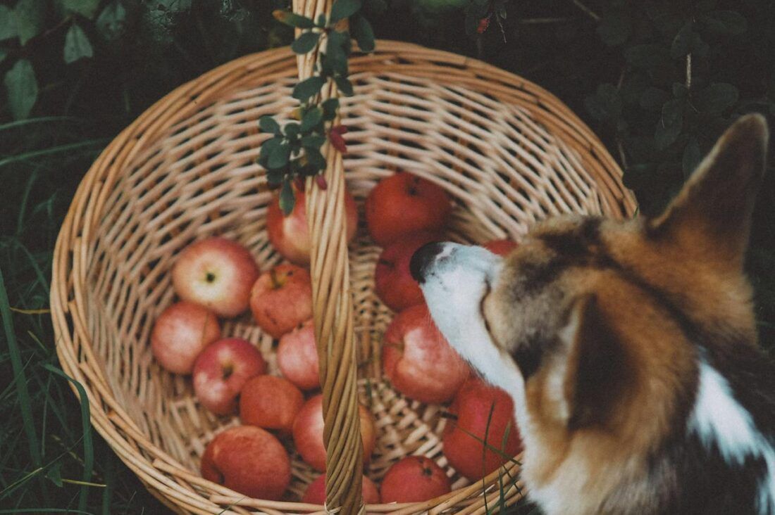 Dog sniffing a basket of red apples outdoors.